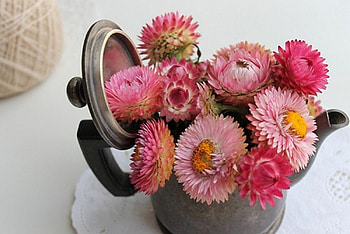 vintage, beautiful, flowers, graphy HD wallpaper