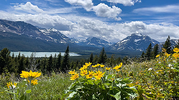 Glacier National Park, Montana, wildflowers, field, clouds, landscape, trees, sky, mountains, lake, usa HD wallpaper