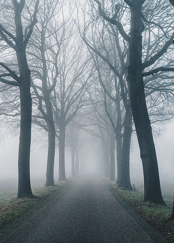 Nature, Trees, Road, Fog HD phone wallpaper