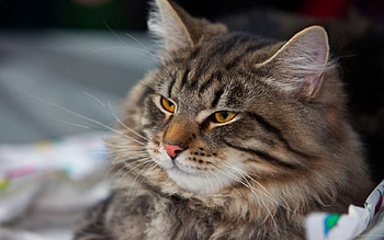 Animals, Cat, Lies, Striped HD wallpaper