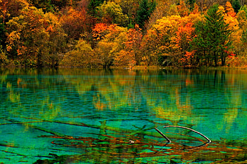 Five Colors Lake In Autumn, Jiuzhaigou National Park, China, trees, crystall emerald waters, autumn, beautiful, forest, lake HD wallpaper