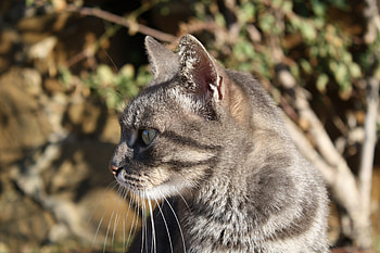 Animals, Cat, Muzzle, Striped, Grey, Sight, Opinion, Watch, To Watch HD wallpaper