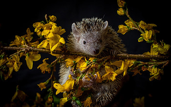 Hedgehog, flower, yellow, animal, black, cute, arici HD wallpaper