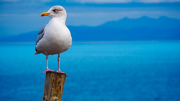 Seagull, Birds, Sky, Nature HD wallpaper
