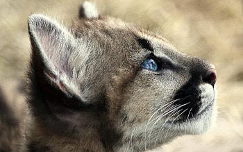 Cougar, , backgrounds, Stunning HD wallpaper