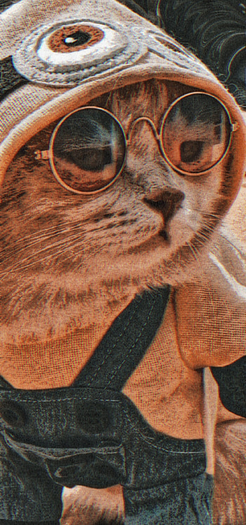 Attitude meow, glasses, sunglasses HD phone wallpaper