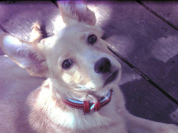 Little devil ;), sunshine, sweet, white, dogs, devil, little, pretty, animals, love, lovely, forever HD wallpaper