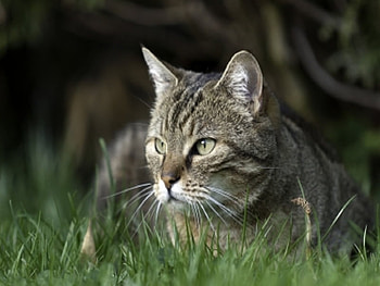 Tabby Cat, tabby, cat, , resting HD wallpaper