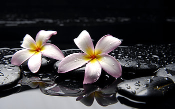 Plants, Flowers HD wallpaper