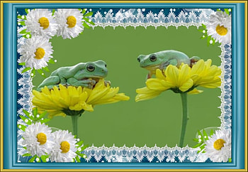 FRAMED FROGS, NATURE, FROGS, FRAMED HD wallpaper