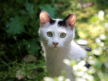 Animals, Leaves, Cat, Muzzle, Sight, Opinion, Fright HD wallpaper
