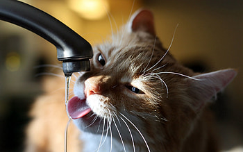Animals, Water, Cat, Crane, Tap, Thirst HD wallpaper