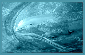 Together we are strong, blue, sea, fantasy, animals, dolphins, dream, ocean HD wallpaper