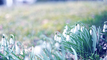 Flowers, Grass, Snowdrops, Plant, Macro HD wallpaper