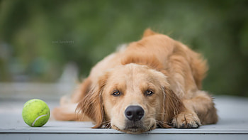 Waiting, animal, dog, green, ball, tom landretti, golden retriever, caine HD wallpaper