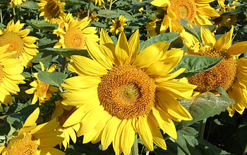 Flowers, Sunflowers, Close-Up, Greens, Field, Sunny HD wallpaper