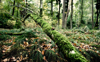 Nature, Grass, Autumn, Leaves, Acorns, Wood, Tree, Branch, Moss, Humidity HD wallpaper