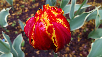 Macro, Petals, Striped, Tulip HD wallpaper