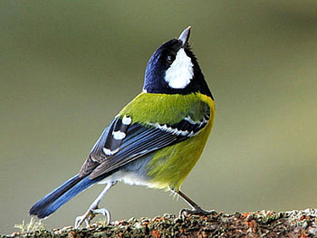 Cute Bird, cool, cute, bird HD wallpaper