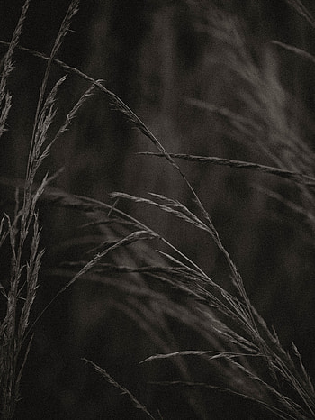Grass, Cones, Plant, Macro, Spikelets HD phone wallpaper