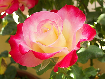 ROSES, PETALS, LEAVES, COLORS, STEMS HD wallpaper