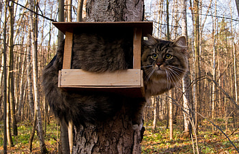 Animals, Wood, Sit, Forest, Cat, Fluffy, Tree, Birdhouse, Joke HD wallpaper