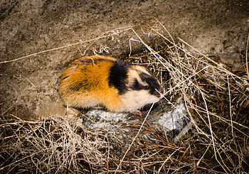 Lemming, Lemming ideas, Rodent creatures, Animal marvels HD wallpaper