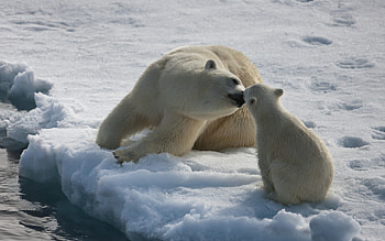 Covenant of love, animal, wildlife, bear, cub, polar, arctic, ice HD wallpaper