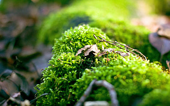 Background, Plant, Macro, Shine, Light, Moss HD wallpaper