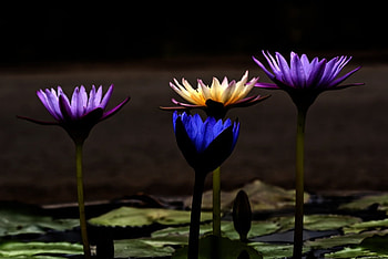 Lilies of the Night, blue, purple, pretty, water lilies, yellow, illuminated, pads, flowers HD wallpaper