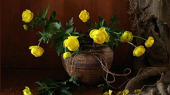 Dainty yellow flowers, fresh, dainty, small, still-life, graphy, browns, abstract, pretty, yellow, , flowers, warm, flower arangement HD wallpaper