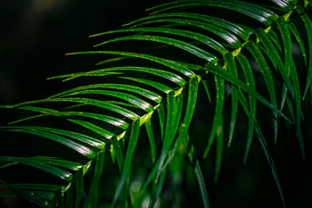 Tree branch, leaf, close up, green HD wallpaper