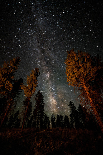 Nature, Trees, Night, Starry Sky, Nebula HD phone wallpaper