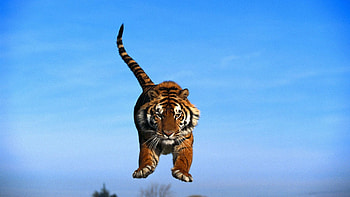 Animals, Sky, Tiger, Bounce, Jump, Tail, Paws HD wallpaper