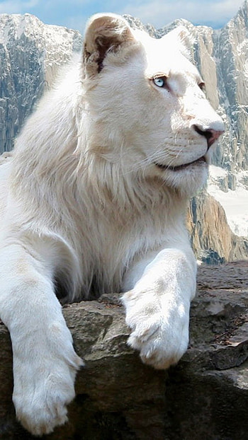 White Lion, Asian HD phone wallpaper