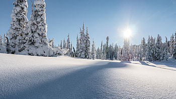 Strathcona provincial park, winter, pine trees, landscape, canada HD wallpaper