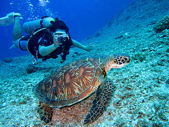 Scuba diver captures a close-up shot of a sea turtle in its natural habitat. HD wallpaper