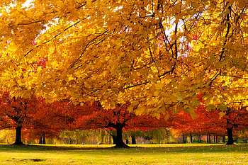 Autumn Trees, trees, autumn, beautiful HD wallpaper