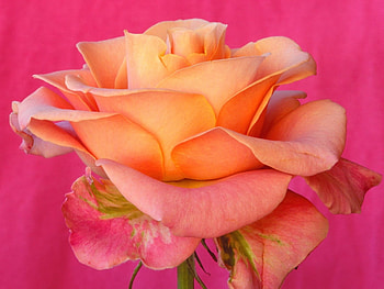 Plants, Flowers, Roses HD wallpaper