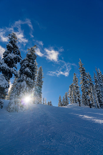 Winter, Nature, Trees, Snow, Forest, Sunlight, Elevation HD phone wallpaper