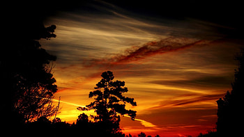 Winter Sunset, winter, cloud, tree, sunset HD wallpaper