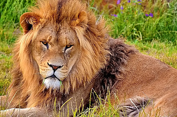 Animals, Aggression, Muzzle, Lion, Sight, Opinion, Mane HD wallpaper