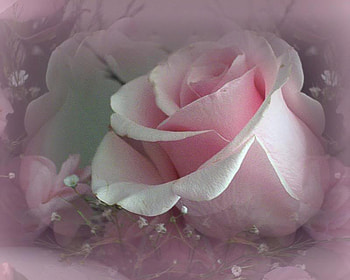 PINK ROSE, rose, pink, soft, single, bloom HD wallpaper