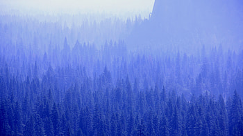 Pine trees, forest, blue HD wallpaper