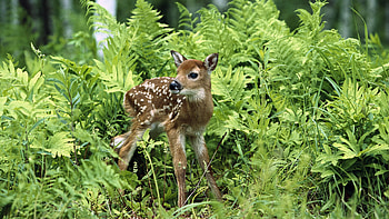 Animals, Deers HD wallpaper