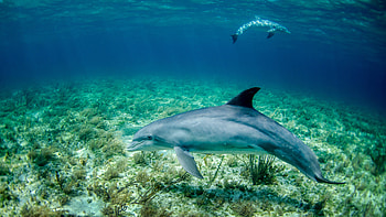 Dolphin on the bottom, Beautiful underwater, Marine beauty HD wallpaper