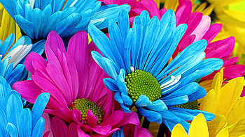 Gerbera daisy , Floral elegance, Beautiful blooms, Nature's gift HD wallpaper