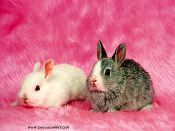 bunnies, sweet, pink, white, pets HD wallpaper