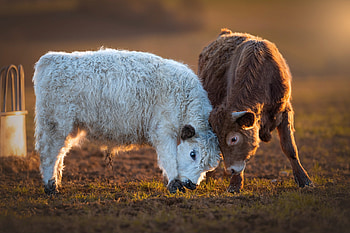 Peaceful Calf Encounter: Cow, Animal, cow HD wallpaper