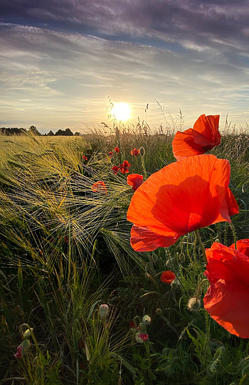 Flowers, Sunset, Poppies, Sun, Wildflowers HD phone wallpaper